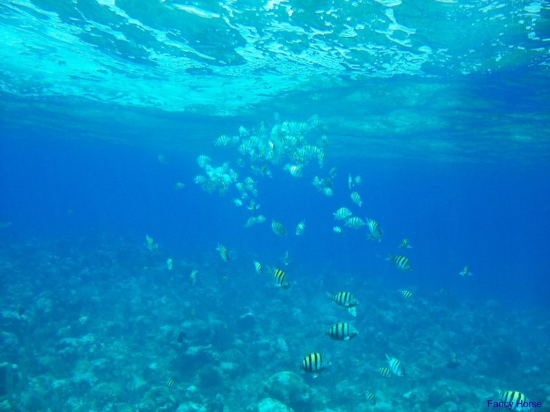 Косяк рыб под водой