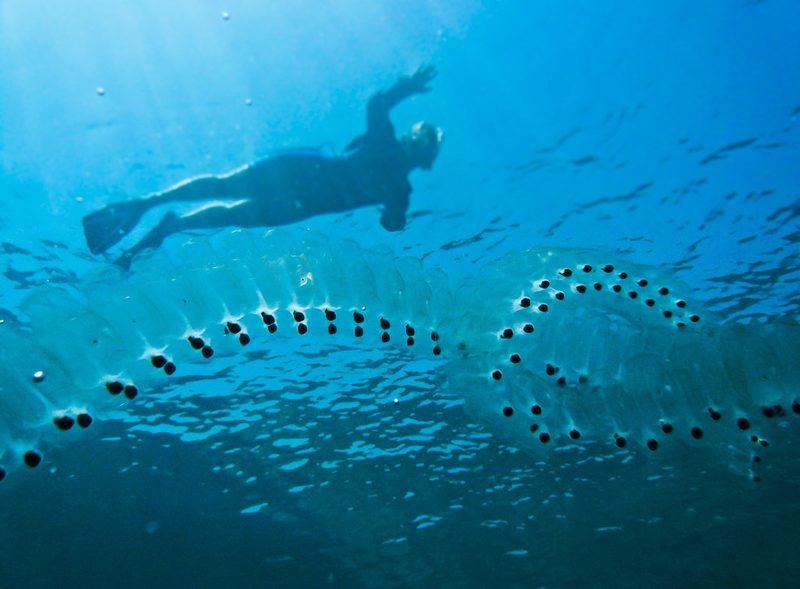 Подводный мир Красного моря